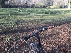 Daffodils Daffodils