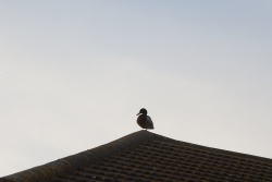 A duck