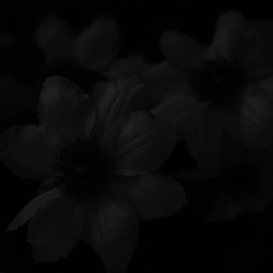 Nightshade