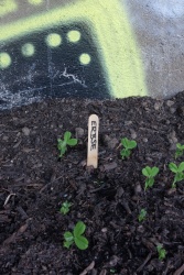 Peas