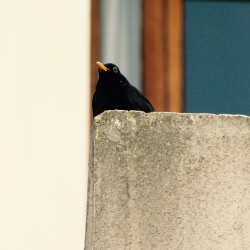 The bird that dreamed of clouds, Paris, France