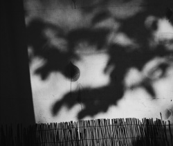 Monsters in my balcony