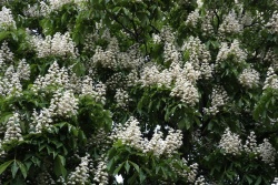 in blossom