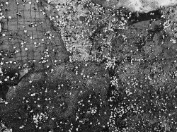 Blossoms