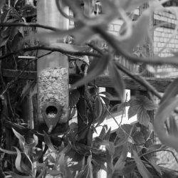 Bird food