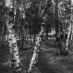 Birch grove