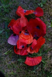Poppyflower Time