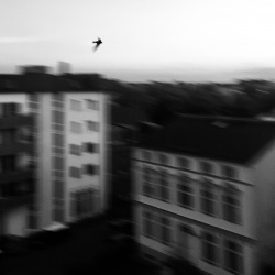 Swifts