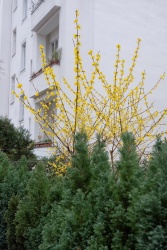 Yellow Sunshine Yellow Sunshine