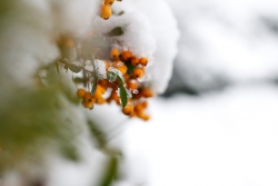 Snowy Day