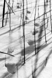 Spuren im Schnee