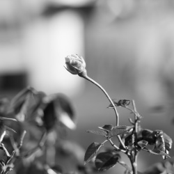 rose #2 rose #2