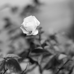 rose #3 rose #3