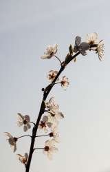 Hope we all will see again the cherry blossom in the year to come Hope we all will see again the cherry blossom in the year to come