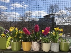 Frühling hinter Corona Gittern