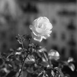 rose #4