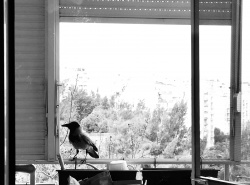The visitor
