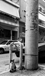 Strays