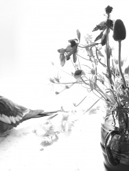 plants
