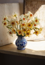 Daffodils and Sunlight