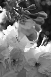 Frühling