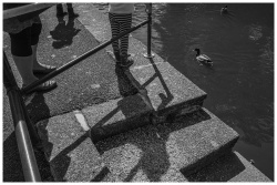 Ducks