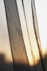 Golden hour