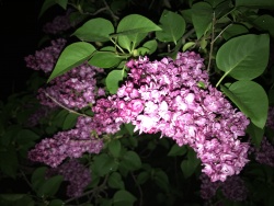 Lilacs