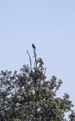 Blackbird