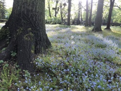 Forget-me-nots