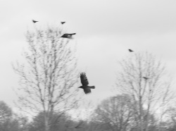 Crows