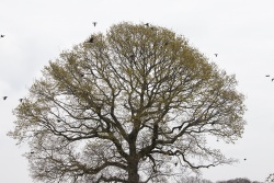 Black Crows flying