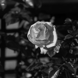 rose #5
